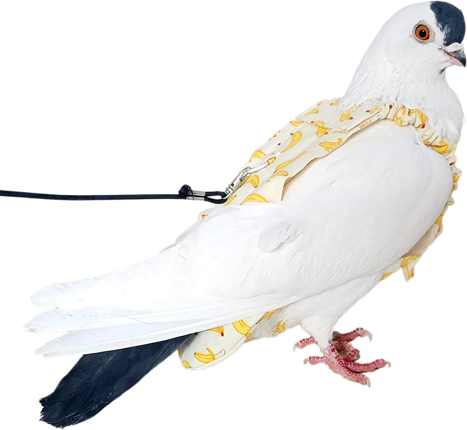 Pigeon Dove Diaper Pants with Leash for Pigeon Dove